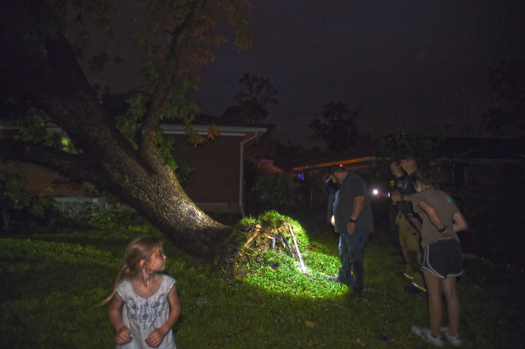 Tree on Edgewood Place
